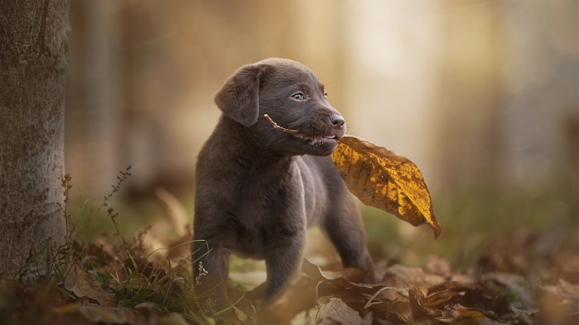 德里赫特独木成林，苏格兰战术碾碎加拿大，美加墨世界杯迎来新秩序