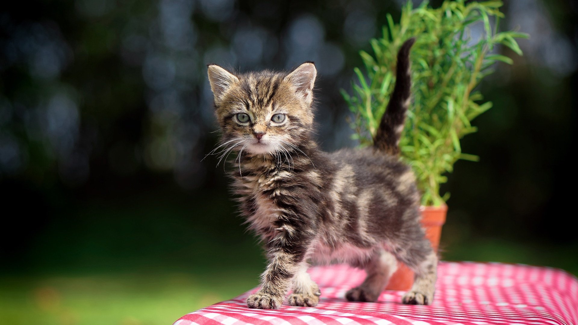 从多伦多到慕尼黑,当猛龙用窒息防守接管比赛时,杜兰特正在德国篮球圣殿加冕