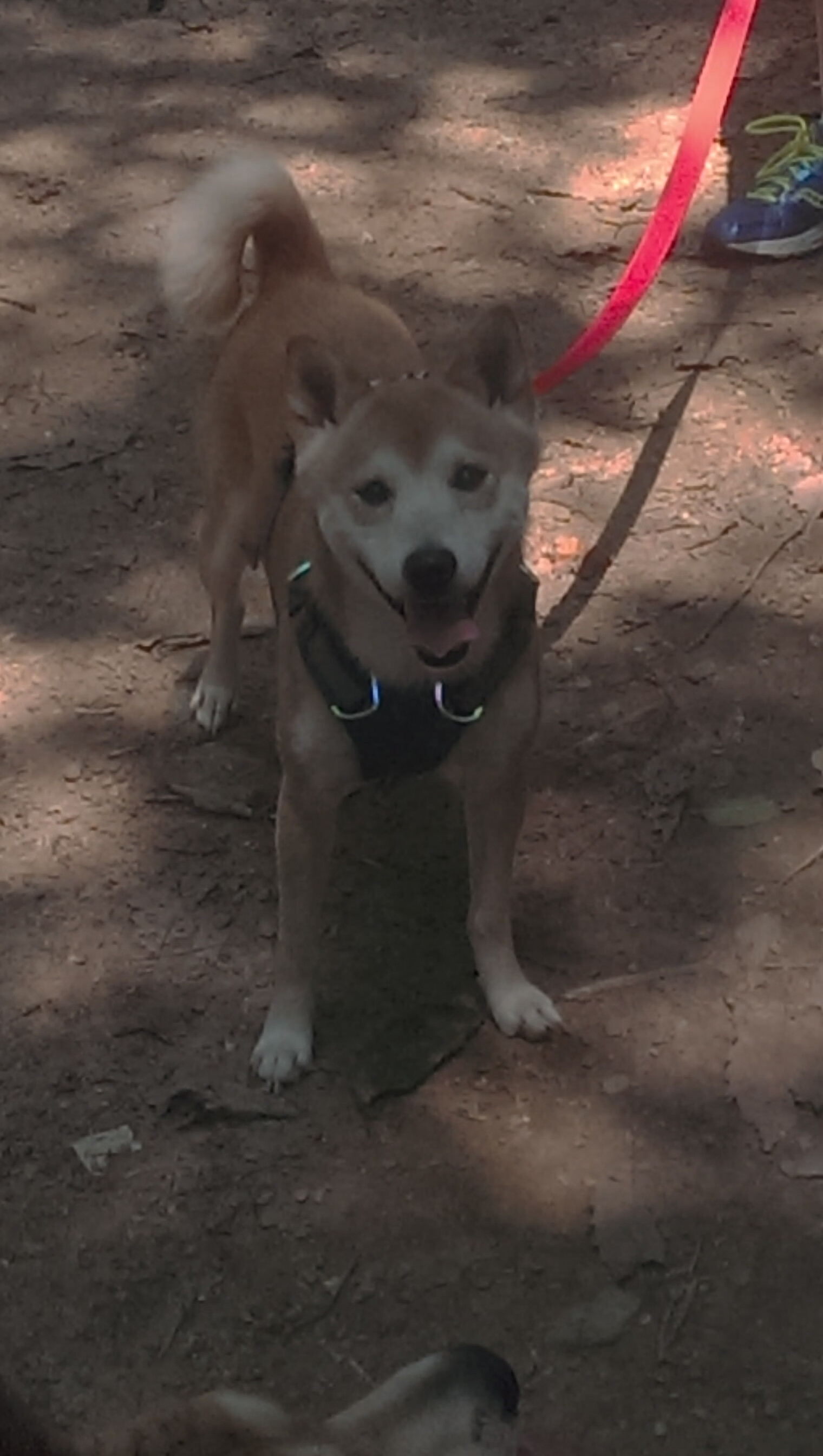 独舞达拉斯，东契奇用一场教科书式掌控局为持球大核正名