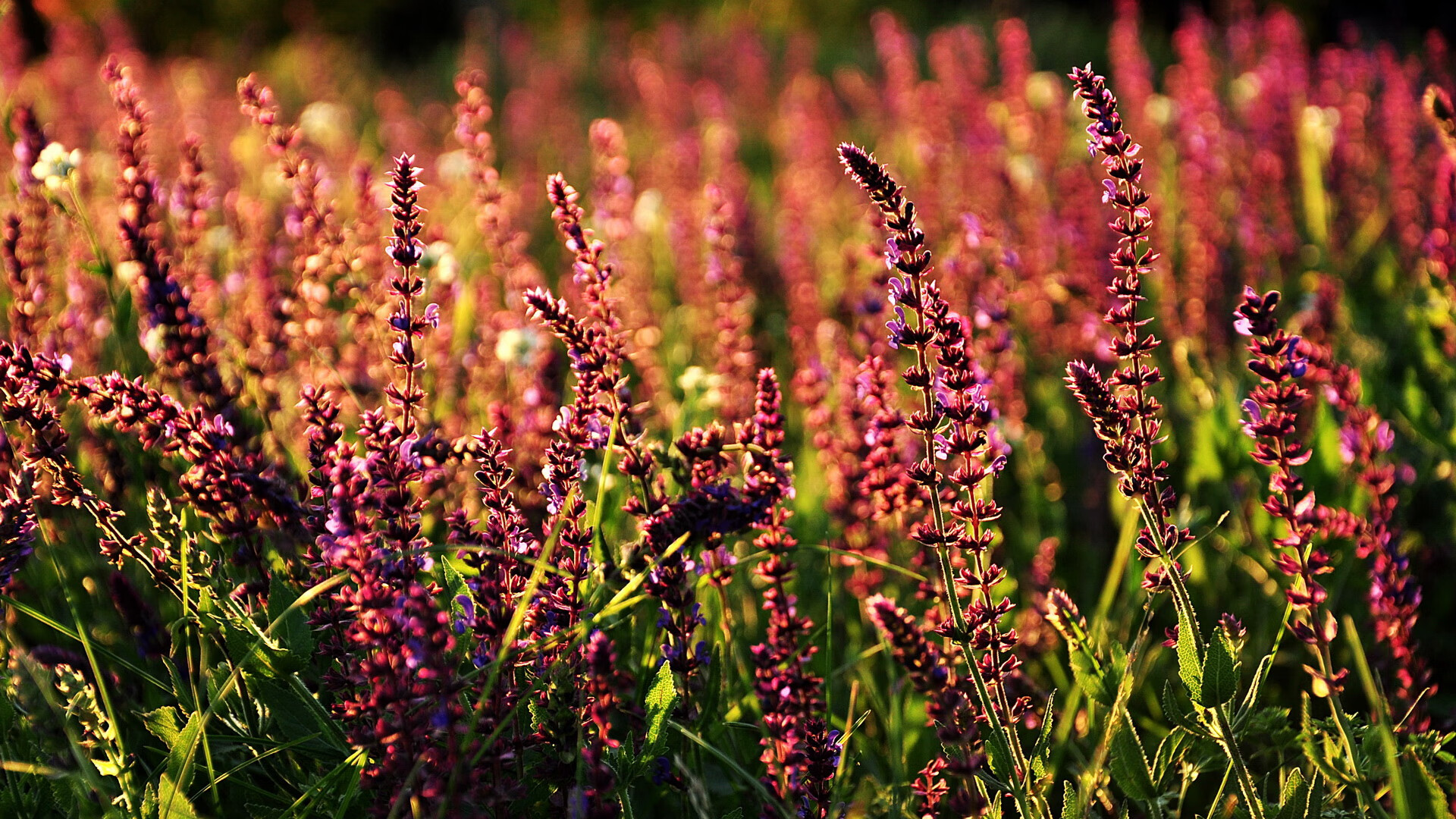 一剑封喉,杰伦·格林以绝杀骑士之名,刻下休城新王印记