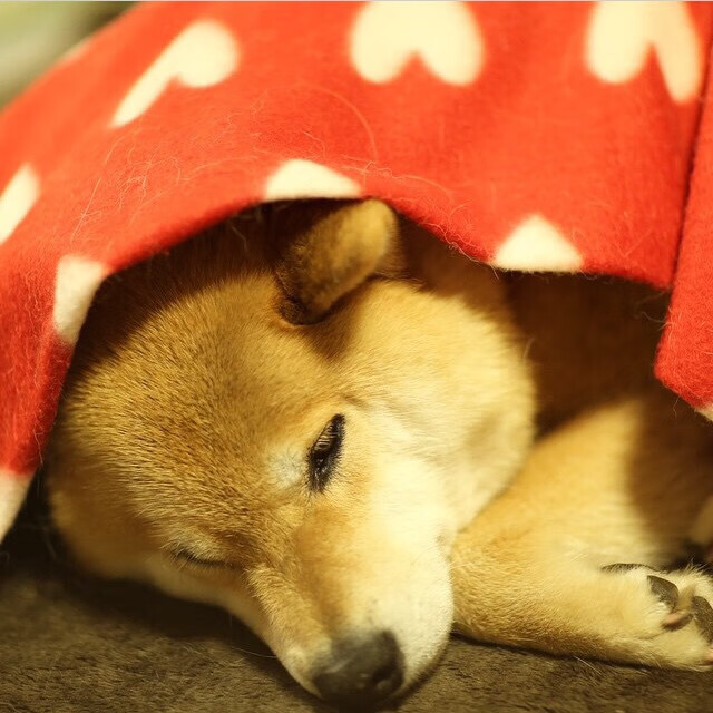 班凯罗火力全开,勇士轻取森林狼拉开西部差距