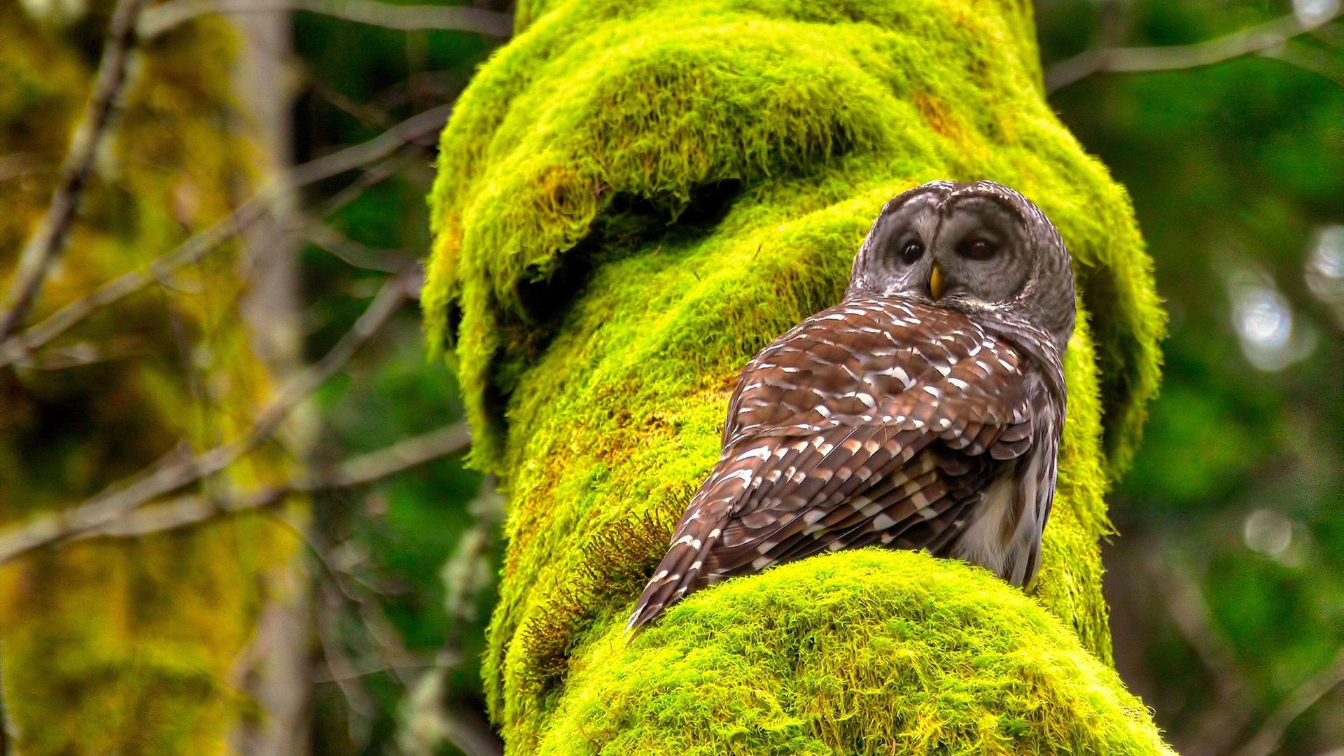 全面围剿！霍勒迪攻防一体轰赛季新高，热火团队绞杀击溃开拓者