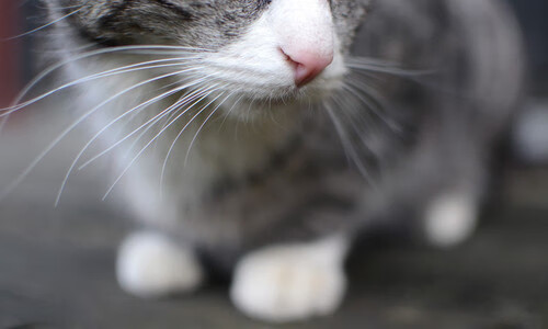 开云体育平台APP-弗拉霍维奇轰爆黄潜，希腊神话客场启航